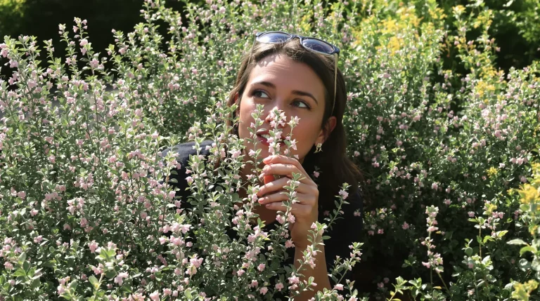 Faut-il laisser son thym fleurir pour garder un maximum d’arôme ? La vérité sur le bon moment